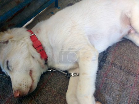 Photo for A white himalayan shepherd puppy sleeping with a red collar around its neck in an Indian House hold. - Royalty Free Image