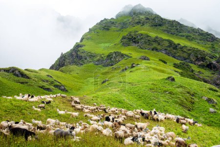 Téléchargez les photos : Troupeau de moutons de montagne et d'agneau au sentier Shrikhand mahadev Yatra, Kullu. Himachal Pradesh Inde. - en image libre de droit