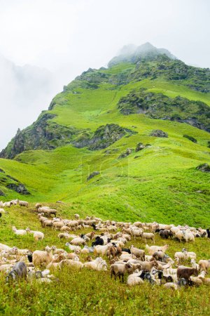 Téléchargez les photos : Troupeau de moutons de montagne et d'agneau au sentier Shrikhand mahadev Yatra, Kullu. Himachal Pradesh Inde. - en image libre de droit
