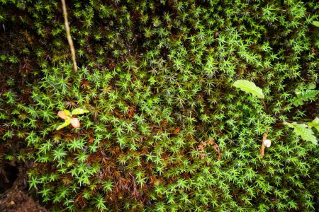 Téléchargez les photos : Mousse commune (Polytrichum commune) vue de dessus dans l'Himalaya. Himachal Pradesh Inde. - en image libre de droit