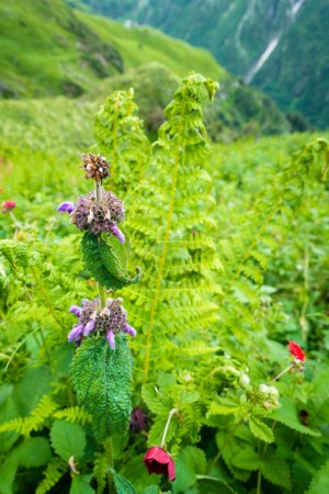 Photo for Short-stalked catmint, Nepeta subsessilis purple flowers and buds in the foothills of the Himalayas. Himachal Pradesh. - Royalty Free Image