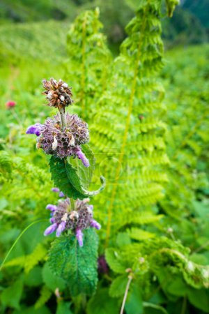 Photo for Short-stalked catmint, Nepeta subsessilis purple flowers and buds in the foothills of the Himalayas. Himachal Pradesh. - Royalty Free Image