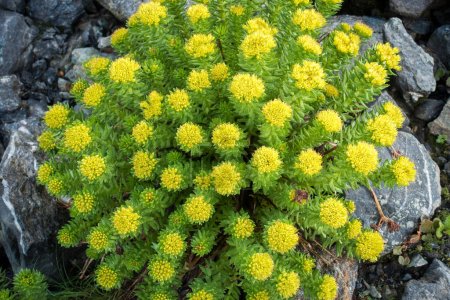 Photo for Rhodiola rosea (commonly golden root, rose root, roseroot) growing in Parvati Bagh in the Himalayas. Himalayan medicine plants. India - Royalty Free Image