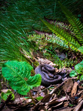 Photo for Gloydius himalayanus also known as the Himalayan pit viper snake or the Himalayan viper in the deodar forest. Foot hills of the Himalayas, Himachal Pradesh India. - Royalty Free Image