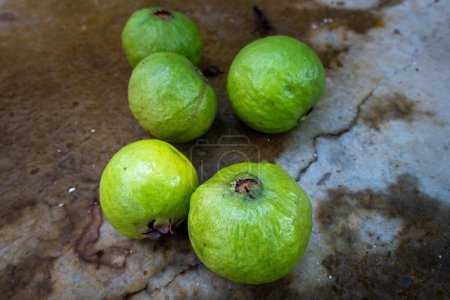 Téléchargez les photos : Cueillette de fruits entiers de goyave verte sur le sol. Fermes biologiques indiennes. - en image libre de droit