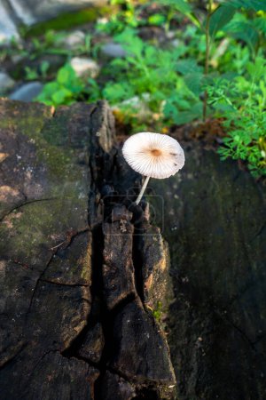 Téléchargez les photos : Couvercle plissé Champignon émergeant d'un moignon humide en bois. Parasola plicatilis est un petit champignon saprotrophe avec un chapeau en double. Inde - en image libre de droit
