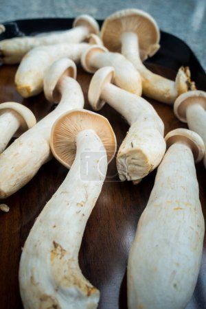 Téléchargez les photos : Plan de table de Big Milky Mushroom, Calocybe Indica avec tronc long et grande couronne circulaire. . Inde - en image libre de droit