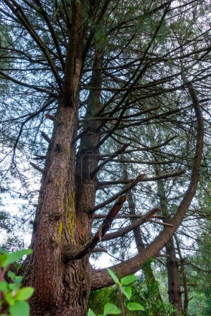Téléchargez les photos : Cedrus deodara, le cèdre deodar, le cèdre de l'Himalaya, ou l'arbre deodar dans la forêt avec un design artistique. Région himalayenne de l'Uttarakhand, Inde. - en image libre de droit