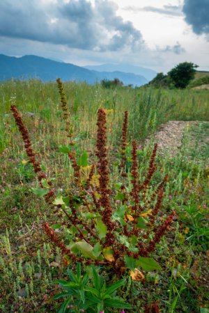 Photo for Close up shot of Rumex crispus, the curly dock plant in the hills of Uttarakhand with mountain landscapes in the background. - Royalty Free Image