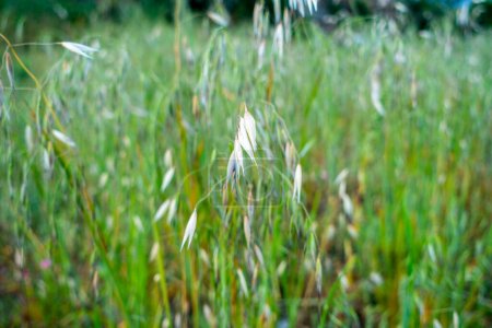 Téléchargez les photos : Gros plan d'Avena sterilis, une espèce d'herbe dont les graines sont comestibles. Prairies dans la région himalayenne de l'Uttarakhand. - en image libre de droit