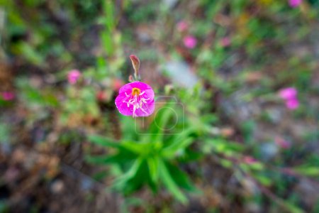 Foto de Primer plano macro de Oenothera speciosa flor rosa con fondo fuera de foco. Una especie de la familia de las onagra. Región del Himalaya Uttarakhand. - Imagen libre de derechos