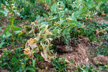 Foto de Plantas infectadas de guisante verde (Pisum sativum). Enmarcado en Uttarakhand. - Imagen libre de derechos