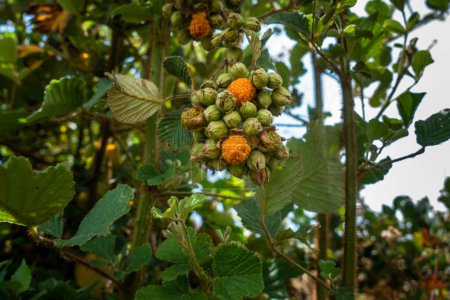 Téléchargez les photos : Rubus ellipticus, communément appelé framboise de l'Himalaya dorée, ou framboise jaune de l'Himalaya. Uttarakhand Inde. - en image libre de droit