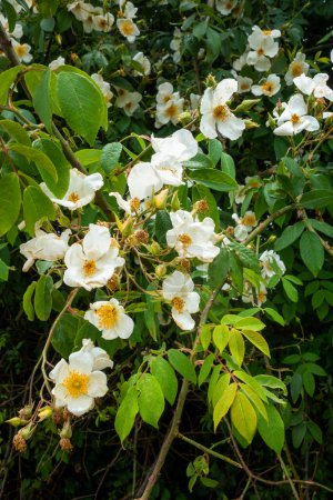 Téléchargez les photos : Fleurs blanches de Rosa filipes plante. Région himalayenne de l'Uttarakhand, Inde - en image libre de droit