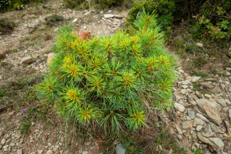 Photo for Cathaya, a genus in the pine family, Pinaceae, with one known living species, Cathaya argyrophylla. Himalayan region of Uttarakhand. - Royalty Free Image