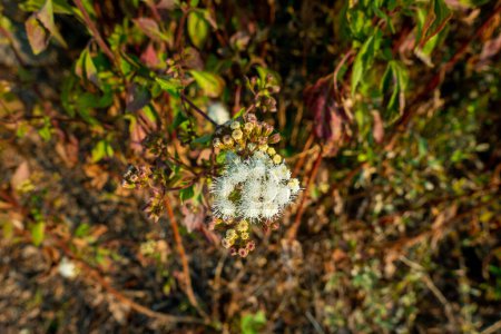 Foto de Ageratum conyzoides comúnmente se conoce como planta de maleza de cabra billy con flores y hojas blancas. Uttarakhand India. - Imagen libre de derechos