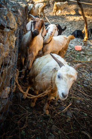 Téléchargez les photos : Himalaya Tahr, chèvre domestique (Capra aegagrus hircus). Chèvres de montagne Himalayennes vibrantes dans l'Uttarakhand rural. Scène du bétail. - en image libre de droit