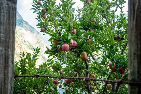 The Royal Red Apples. Clusters of apples adorning Kinnaur District orchids, Himachal Pradesh, India. Crisp orchard scene.