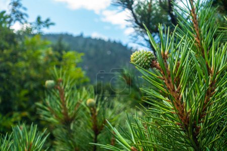 Photo for Detailed close-up: leaves & young fruit buds of Pinus roxburghii commonly known as chir pine or longleaf Indian pine, Himalayan native. Ideal for nature projects. - Royalty Free Image