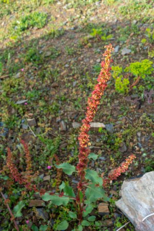 Photo for Close up shot of Rumex crispus, the curly dock plant in the hills of Uttarakhand with mountain landscapes in the background. - Royalty Free Image