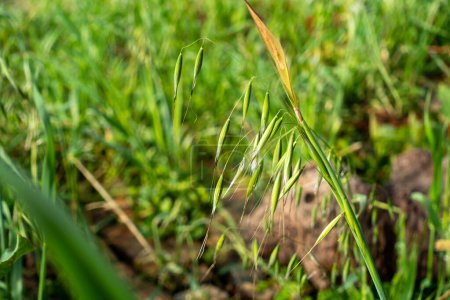Téléchargez les photos : Gros plan d'Avena sterilis, une espèce d'herbe dont les graines sont comestibles. Prairies dans la région himalayenne de l'Uttarakhand. - en image libre de droit