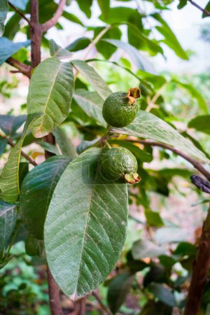 Foto de Primer plano de las frutas jóvenes de Guayaba en una granja orgánica en la India, mostrando la agricultura sostenible. Opción de dieta saludable y rica en nutrientes - Imagen libre de derechos