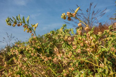 Foto de Nicandra physalodes, una importante planta medicinal nativa de Uttarakhand, India, pertenece a la familia de las sombrillas. Comúnmente conocida como manzana del Perú y planta shoo-fly. - Imagen libre de derechos
