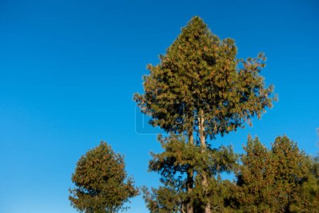 Photo for Tall pine trees against a pristine Himalayan backdrop under a clear blue sky in Uttarakhand, India - Royalty Free Image