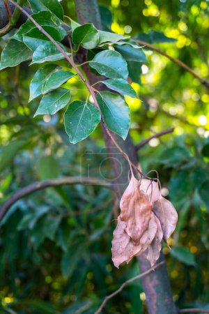 Trockene Blätter des Kampferbaums: Uttarakhand, Indien