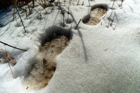 Primeros pasos del invierno: Huellas en la nieve en la primera nevada de Mussoorie, Uttarakhand, India