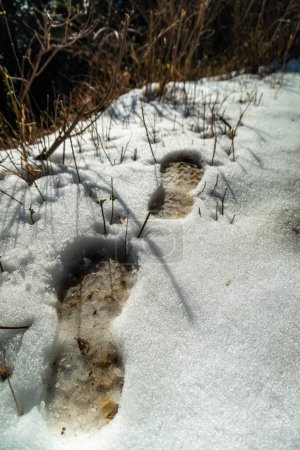 Primeros pasos del invierno: Huellas en la nieve en la primera nevada de Mussoorie, Uttarakhand, India