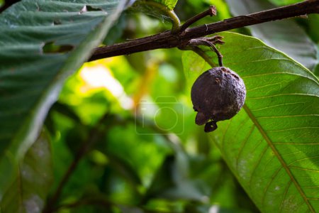 Herausforderung für den ökologischen Landbau: Verdunkelte Guaven-Früchte aufgrund von Schädlingskrankheiten in Uttarakhand, Indien