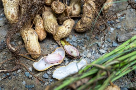 Foto de El cacahuete (Arachis hypogaea), también conocido como el cacahuete, cosecha orgánica: recién cosechado con hojas - Uttarakhand, India - Agricultura Stock Images - Imagen libre de derechos