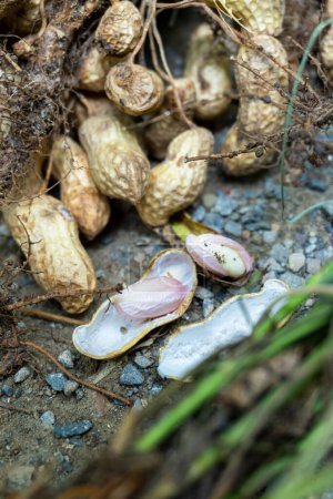 Die Erdnuss (Arachis hypogaea), auch als Erdnuss bekannt, Biologische Ernte: Frisch geerntet mit Blättern - Uttarakhand, Indien - Agriculture Stock Images