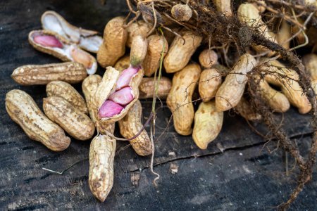 L'arachide (Arachis hypogaea), également connue sous le nom d'arachide, Récolte biologique : fraîchement récoltée avec des feuilles - Uttarakhand, Inde - Agriculture Images de stock