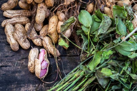 Die Erdnuss (Arachis hypogaea), auch als Erdnuss bekannt, Biologische Ernte: Frisch geerntet mit Blättern - Uttarakhand, Indien - Agriculture Stock Images