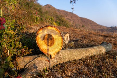Auswirkungen der Entwaldung: Abgeholzter Holzstamm im indischen Uttarakhand-Gebirge