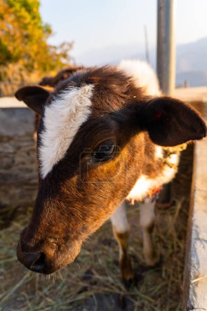 Scenic Footage: Badri Cow & Calf in Pauri Garhwal, Uttarakhand, India