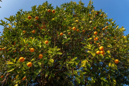 Malta or Blood Orange Citrus fruit tree in Upper Himalayas, Pauri Garhwal, Uttarakhand, India