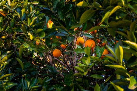 Malta or Blood Orange Citrus fruit tree in Upper Himalayas, Pauri Garhwal, Uttarakhand, India