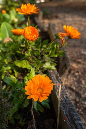 Calendula Officinalis, la flor de marigoldin olla en el Jardín Orgánico: Uttarakhand, India
