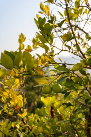 Citrus halimii, Organic Lemon Tree in Uttarakhand Mountains, India