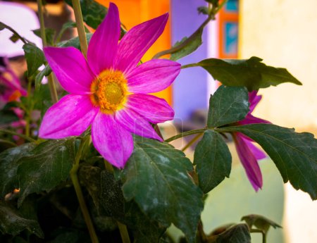Pink Dahlia Blooming in Indian Household: Uttarakhand, India