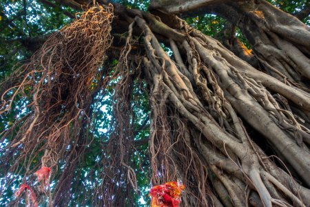 Photo for Sacred Peepal Tree: Worship Site for Hindus in Uttarakhand, India. Symbolic Roots and Branches of Spiritual Significance - Royalty Free Image