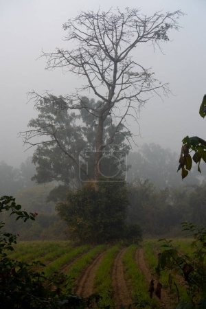 Squelette artistique sans feuilles d'un grand arbre dans la forêt brumeuse, Dehradun, Uttarakhand, Inde