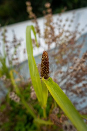 Großaufnahme der Perlhirsepflanze (Kambu) im indischen Haushalt: Breit gewachsene Hirsesorte, Makroansicht von Knospen und Blättern
