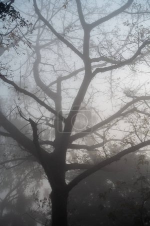 Artistic Leafless Skeleton of a Big Tree in Misty Forest, Dehradun, Uttarakhand, India