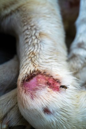 Biały pies w Indiach z różową raną na przednich nogach zarażony pchłami. Pilnie potrzebna opieka weterynaryjna