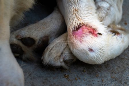 Biały pies w Indiach z różową raną na przednich nogach zarażony pchłami. Pilnie potrzebna opieka weterynaryjna