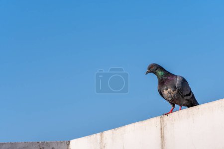 Rock Pigeons perching on rooftops in Dehradun City, Uttarakhand, India.